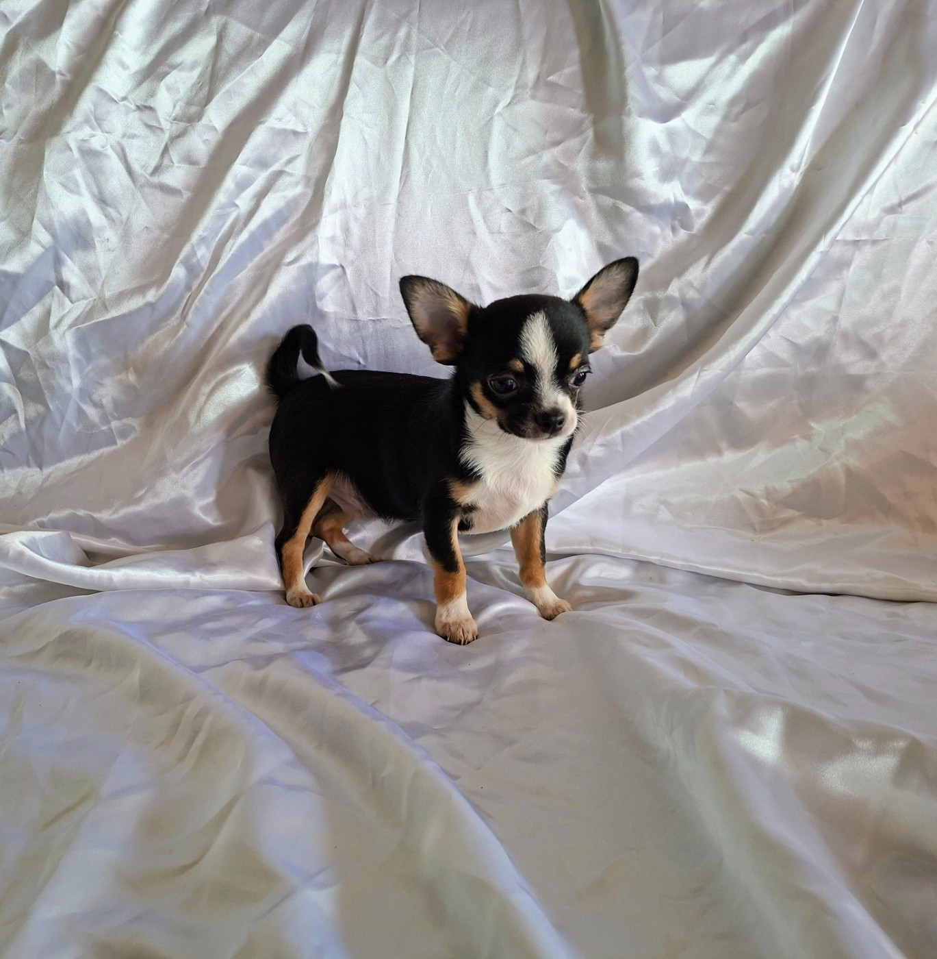 Superbe portée 3 chiots LOF chihuahuas disponibles