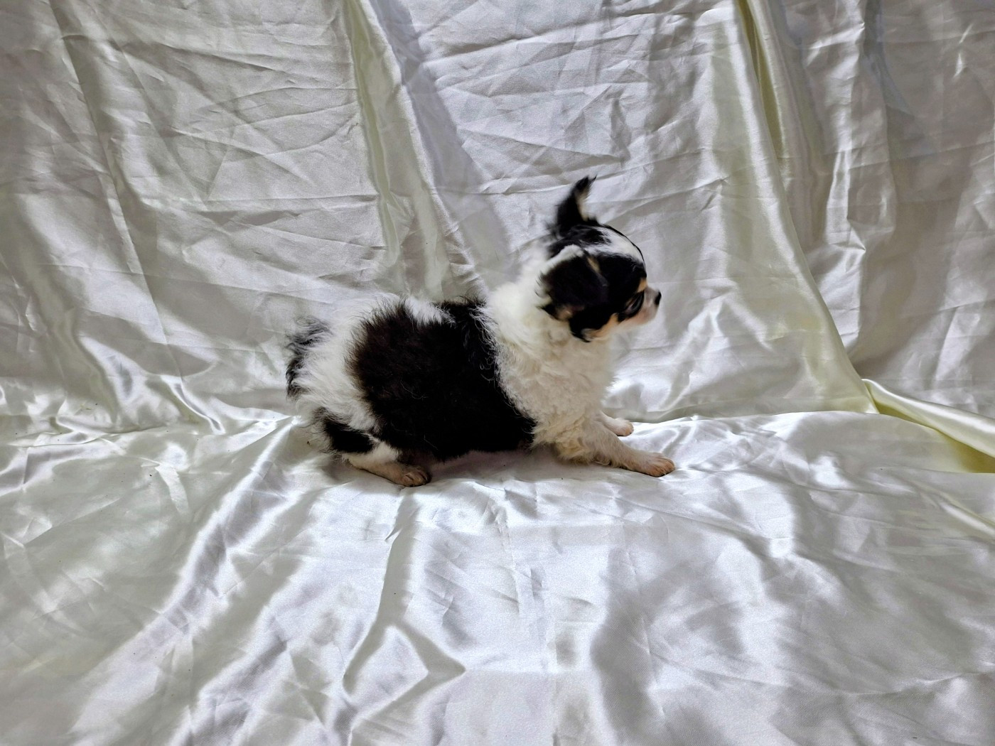 Superbe femmelle chiot LOF chihuahuas disponibles