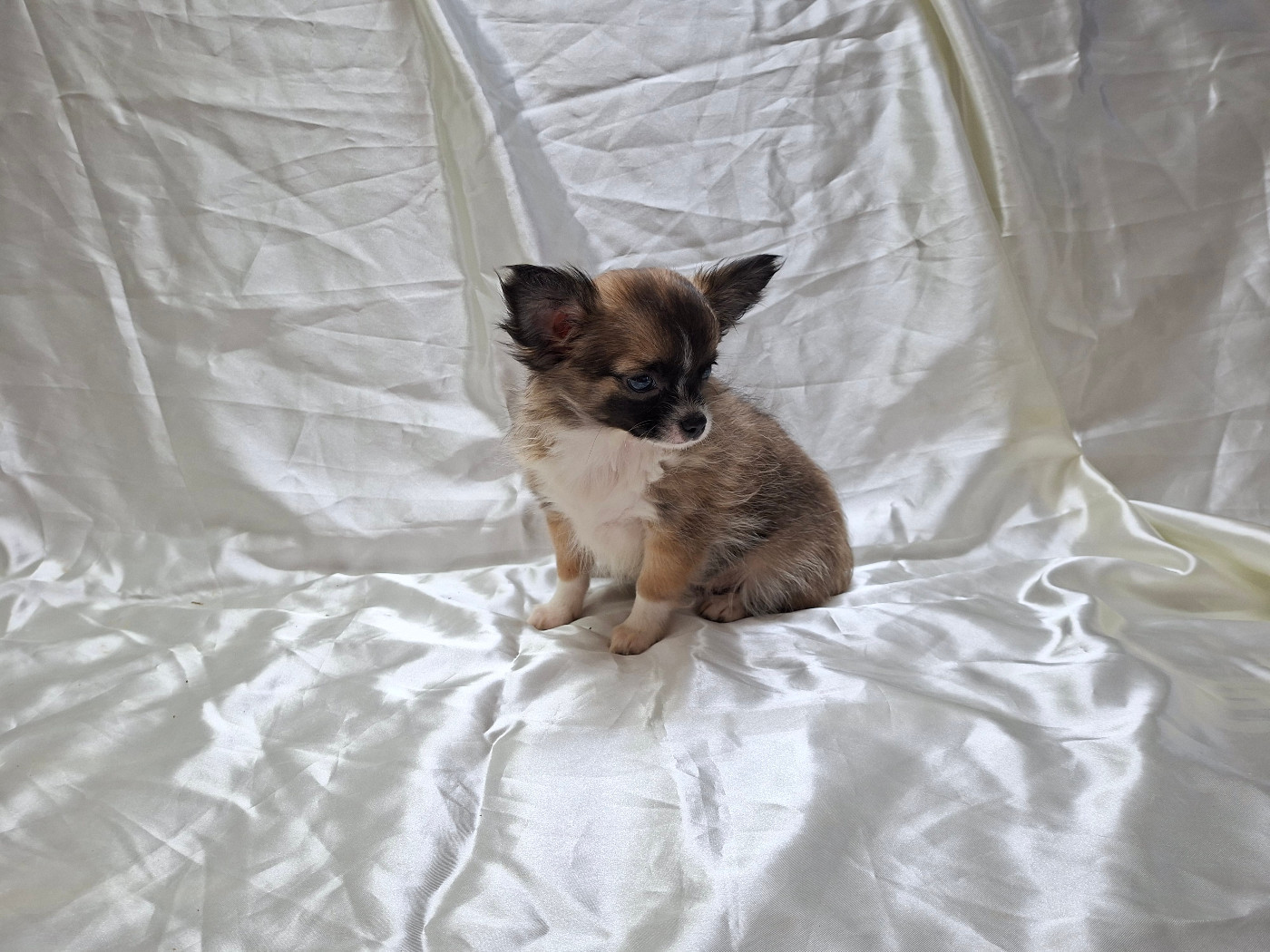 Des Pequelets Cevenols