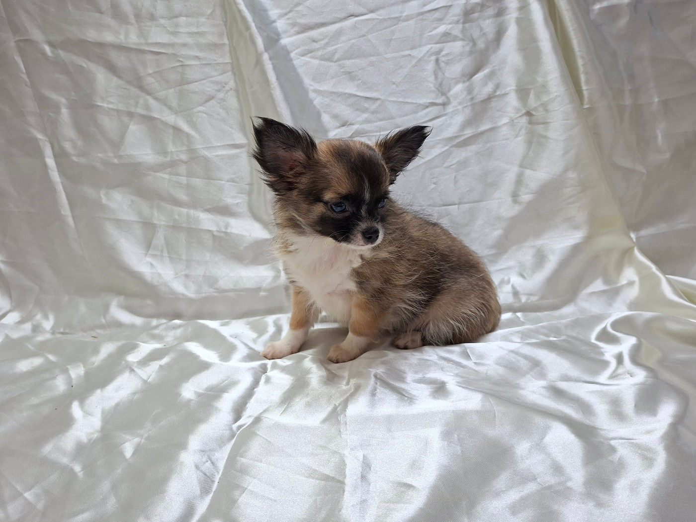 Des Pequelets Cevenols - Chiots disponibles - Chihuahua