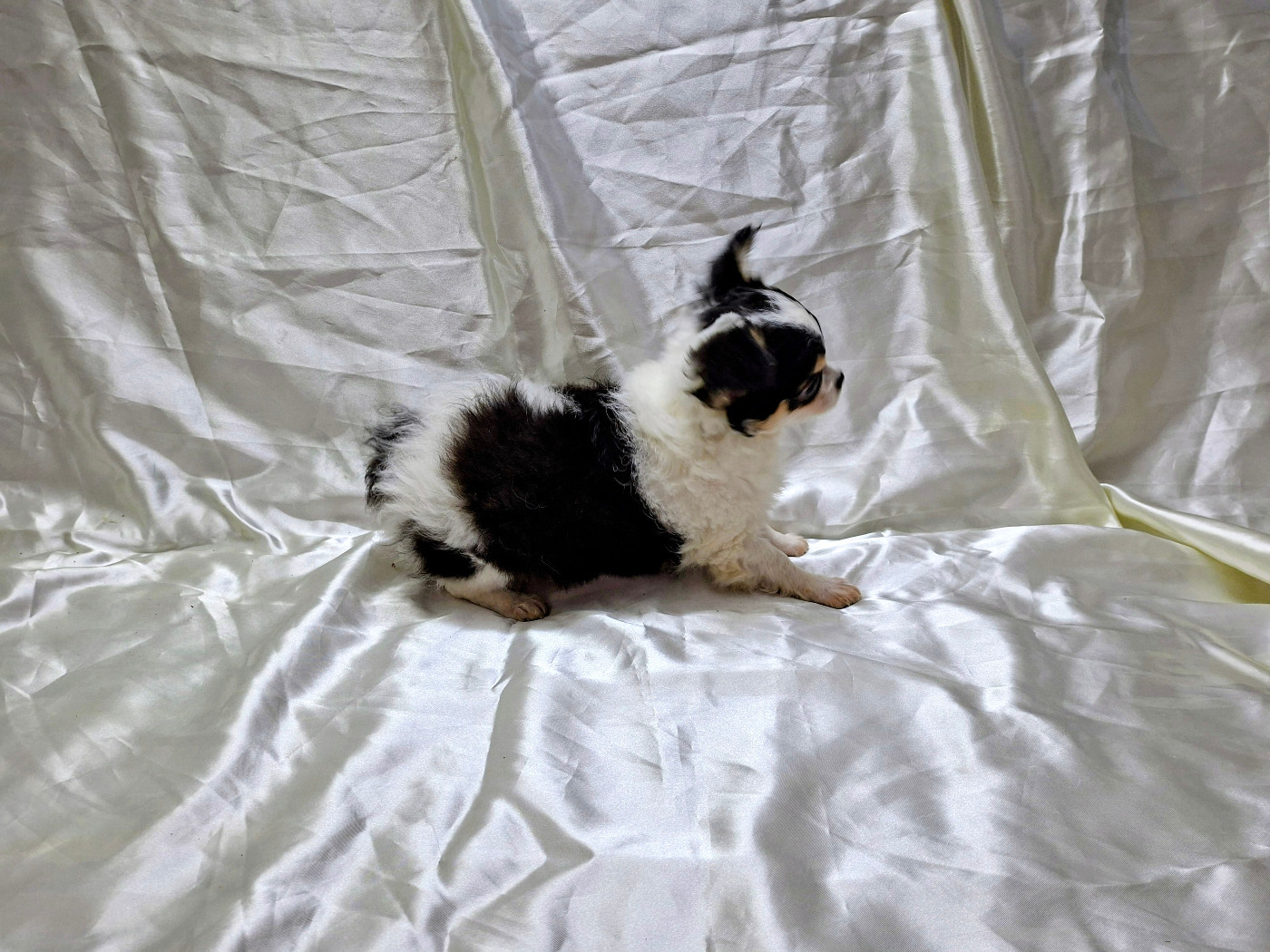 Des Pequelets Cevenols - Chiots disponibles - Chihuahua