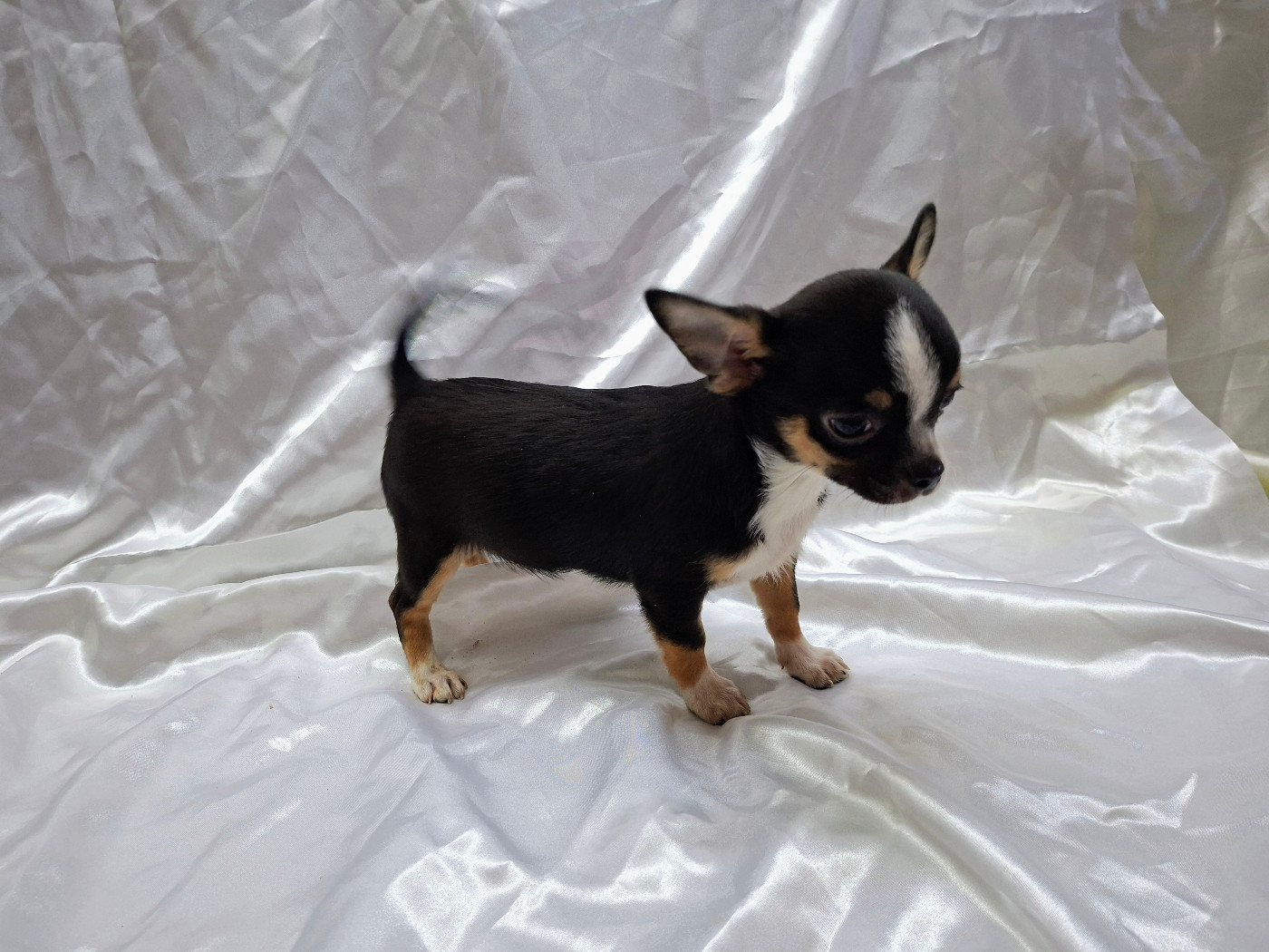 Des Pequelets Cevenols - Chihuahua - Portée née le 15/11/2025